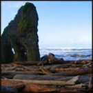 WA coast kalaloch kalaloch