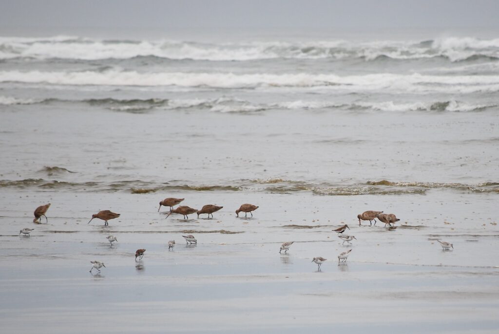 Marbled Godwits, Dunlins and Sanderlings during spring migration on the Washington coast, by Steve Voght.