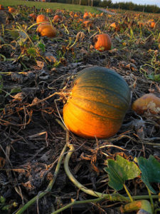 October in the Northwest: Corn Mazes, Pumpkins and Hot Cider