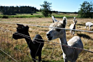 San Juan Island farms