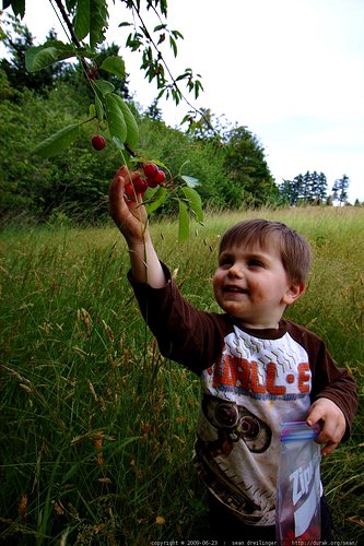 U-PICK: Where to pick cherries in Washington state