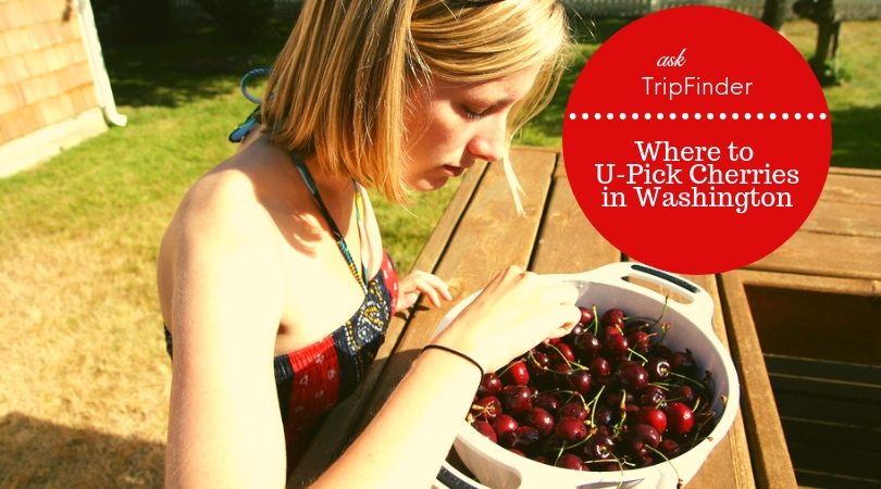 Ask TripFinder: Where to Go Cherry Picking?