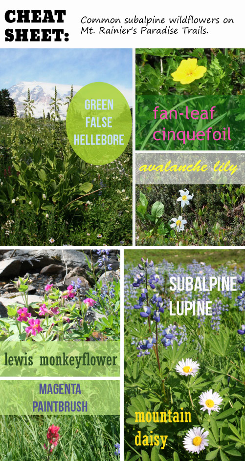 Cheat Sheet: Leitfaden für häufige subalpine Wildblumen am Mount Rainier