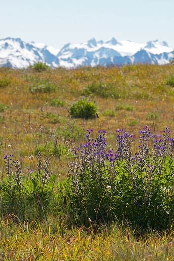 Wildflowers at Hurricane Ridge by Chiot's Run