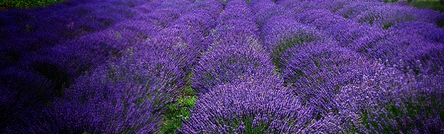 Lavender farm on Whidbey Island by Doverachiever 