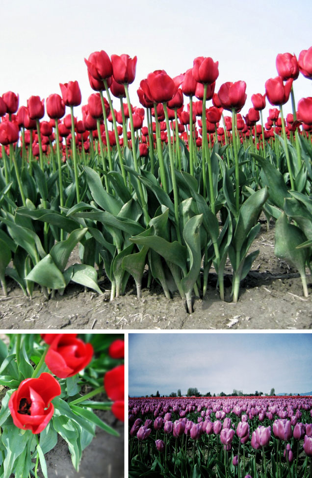 Quick Escape See The Skagit Tulips Northwest Tripfinder