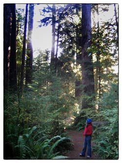 Q: Old Growth Hikes Near Seattle?