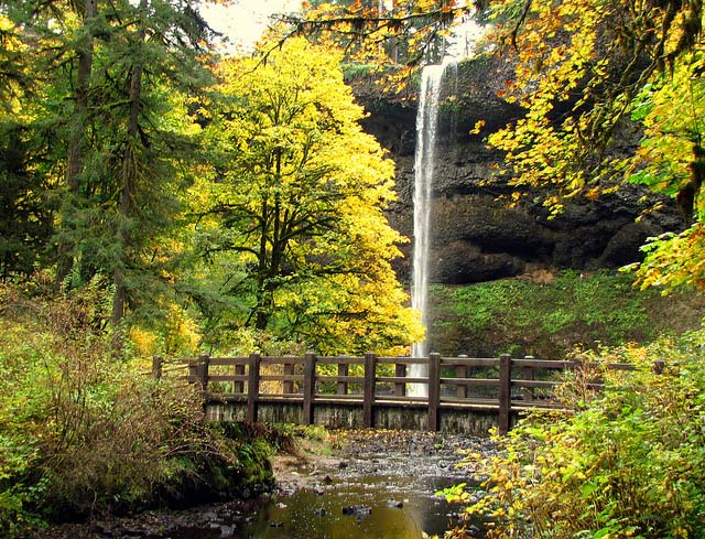 are dogs allowed at silver falls state park