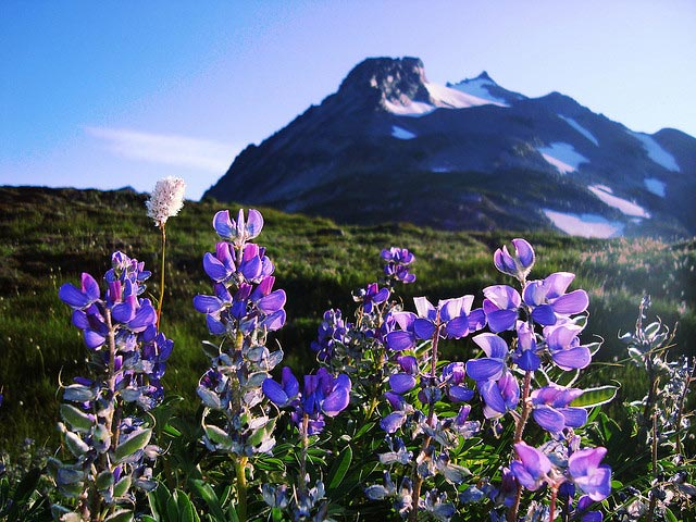 High Country Hikes: Epic Trails for Blooms and Views