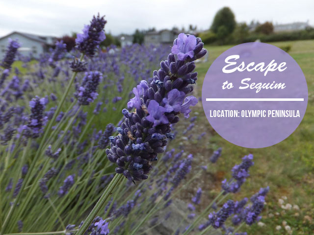 Quick Escape: Sequim on the Olympic Peninsula