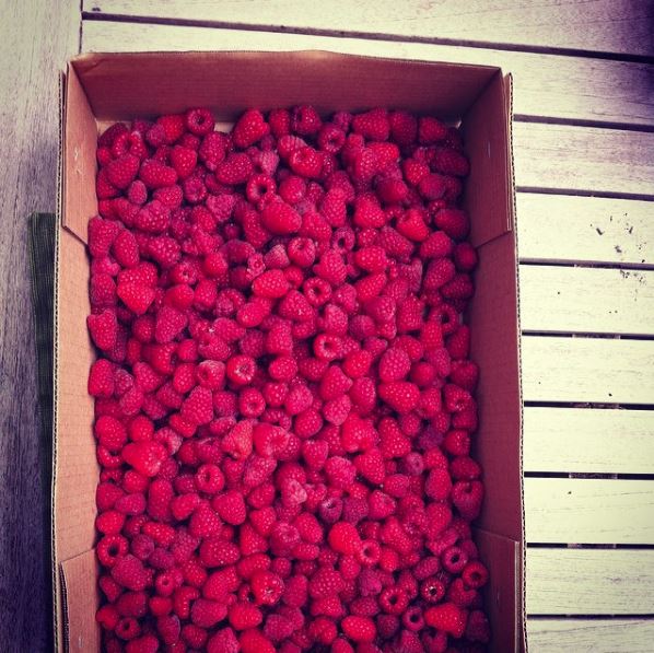 Northwest Bucket List for June: u-pick berries