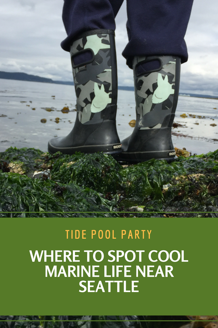 Tide Pool Party: Where to Spot Cool Marine Life Near Seattle