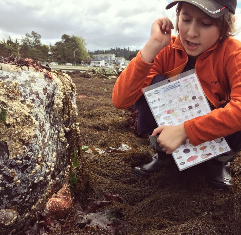 Tide Pool Party: Where to Spot Cool Marine Life Near Seattle