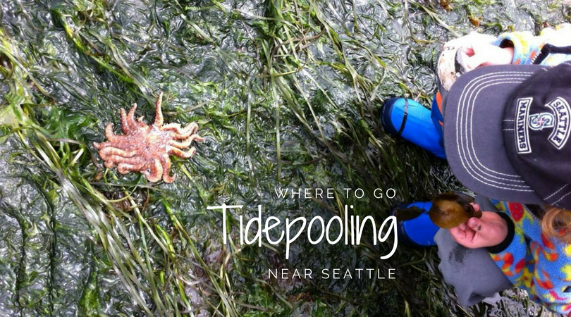 Tide Pool Party: Where to Spot Cool Marine Life Near Seattle