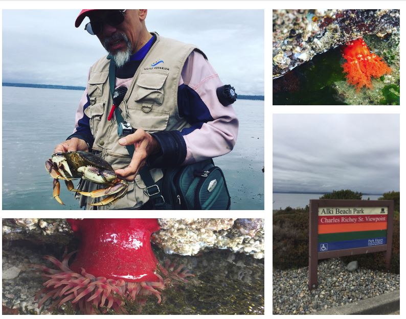 Tide Pool Party: Where to Spot Cool Marine Life Near Seattle