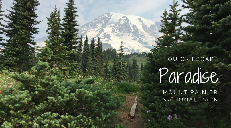 Mount Rainier - Paradise Fall Meadows, Paradise Visitor Area, Mount  Rainier National Park, Washington