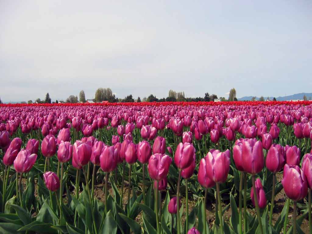 Pink Skagit Tulips