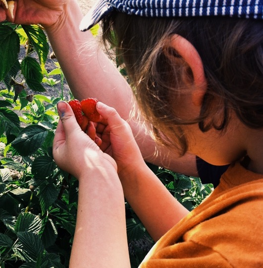 Day Trip: U-Pick Berry Farms Near Seattle and Portland