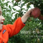 Where to U-Pick Apples at a nearby orchard in the Pacific Northwest