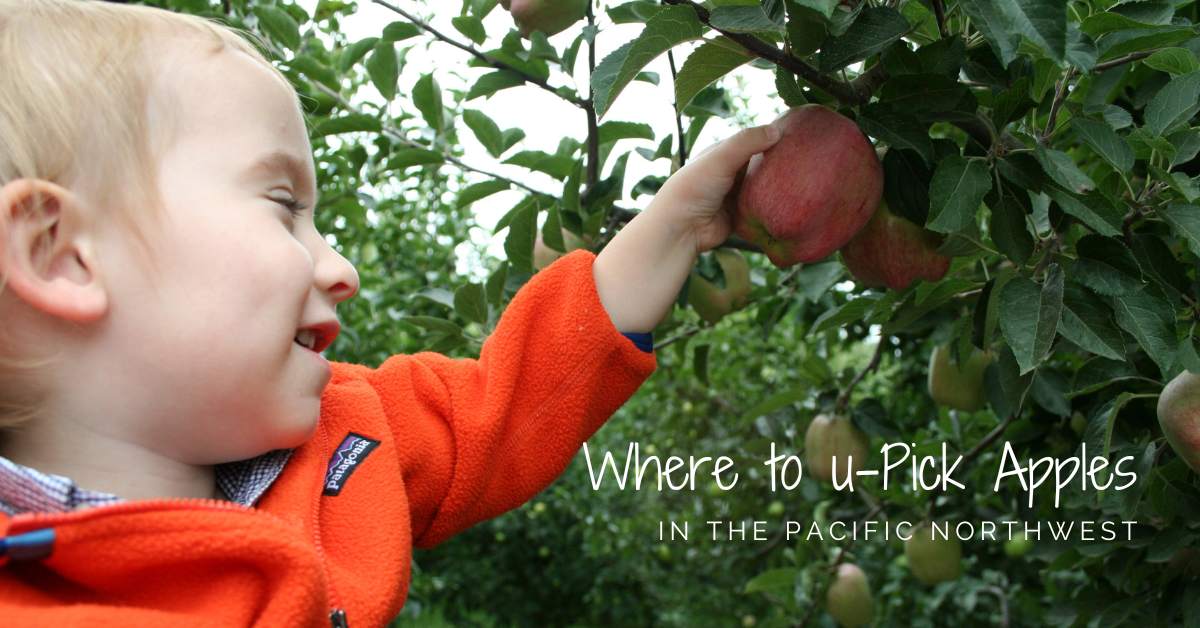 Where to U-Pick Apples at a nearby orchard in the Pacific Northwest