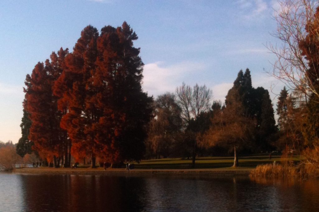 Fall Color at Seattle's Green Lake